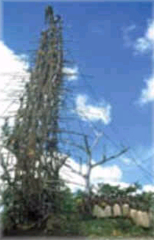 torre de palos para salto ritual en Bunlap, Vanuatu